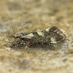 Attēlu rezultāti vaicājumam “Denisia similella”