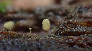 Attēlu rezultāti vaicājumam “Arcyria incarnata macro”