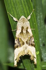 Attēlu rezultāti vaicājumam “Phlogophora meticulosa”