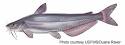 Blue Catfish (Ictalurus furcatus)