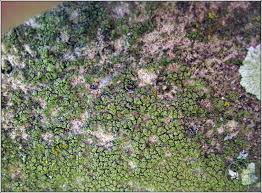 Attēlu rezultāti vaicājumam “Bacidia rubella”