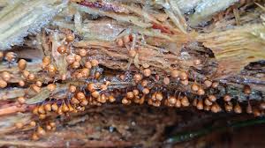 Attēlu rezultāti vaicājumam “Hemitrichia decipiens var. hemitrichoides”