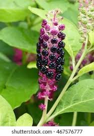 Attēlu rezultāti vaicājumam “Phytolacca acinosa fruit”