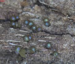 Attēlu rezultāti vaicājumam “Lamproderma arcyrioides macro”