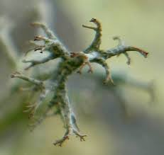 Attēlu rezultāti vaicājumam “Cladonia ciliata”