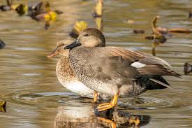 Attēlu rezultāti vaicājumam “Anas strepera female”