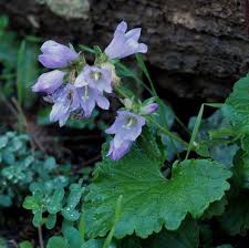 Image result for Campanula trachelium