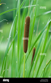 Attēlu rezultāti vaicājumam “Typha angustifolia  fruit”