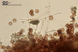 Attēlu rezultāti vaicājumam “Diderma hemisphaericum”