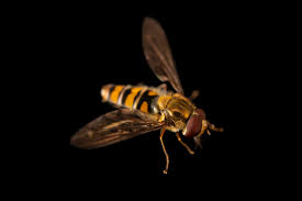 Attēlu rezultāti vaicājumam “Episyrphus balteatus”