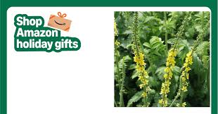 Image result for Agrimonia eupatoria