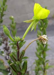 Attēlu rezultāti vaicājumam “Oenothera biennis bud”