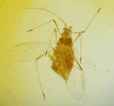 Attēlu rezultāti vaicājumam “Acyrthosiphon”