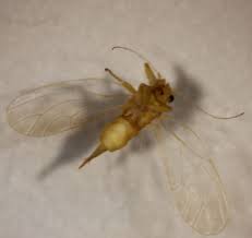 Attēlu rezultāti vaicājumam “Sternorrhyncha”