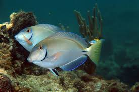 Image result for Acanthurus chirurgus