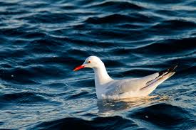 Image result for Chroicocephalus genei