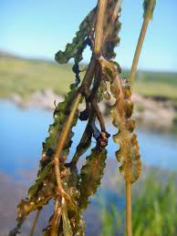 Attēlu rezultāti vaicājumam “Potamogeton trichoides”