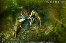 Attēlu rezultāti vaicājumam “Astacus leptodactylus”