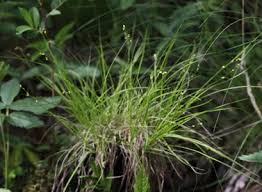 Attēlu rezultāti vaicājumam “Carex disperma”