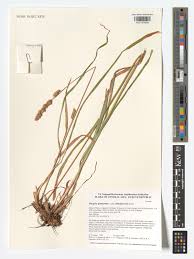 Attēlu rezultāti vaicājumam “Dactylis glomerata subsp. glomerata”