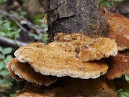 Attēlu rezultāti vaicājumam “Inonotus rheades”