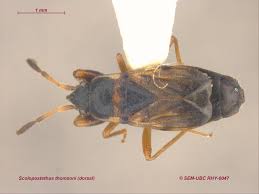 Attēlu rezultāti vaicājumam “Scolopostethus thomsoni”