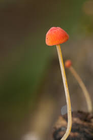 Attēlu rezultāti vaicājumam “Mycena acicula”