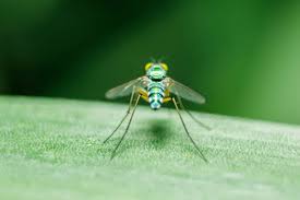 Attēlu rezultāti vaicājumam “Dolichopodidae”