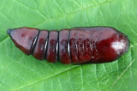 Attēlu rezultāti vaicājumam “Acronicta megacephala larva”