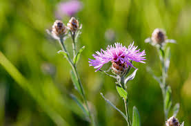 Attēlu rezultāti vaicājumam “Centaurea phrygia flower”