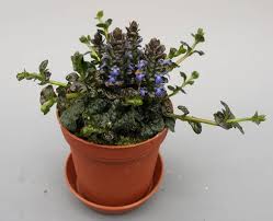 Attēlu rezultāti vaicājumam “Ajuga pyramidalis leaf”