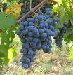 215px-CarmenereW.jpg