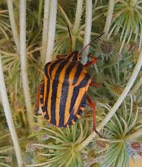Attēlu rezultāti vaicājumam “Graphosoma lineatum imago”