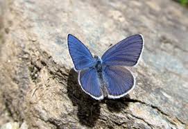 Attēlu rezultāti vaicājumam “Vacciniina optilete underside”