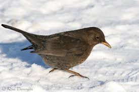 Attēlu rezultāti vaicājumam “Turdus merula female”