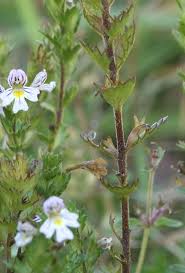 Attēlu rezultāti vaicājumam “Euphrasia”