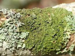 Attēlu rezultāti vaicājumam “Melanohalea exasperata”