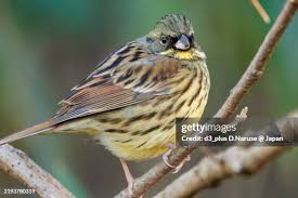 Image result for Emberiza spodocephala