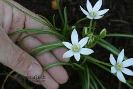 Attēlu rezultāti vaicājumam “Ornithogalum umbellatum”
