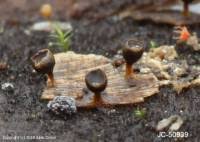 Attēlu rezultāti vaicājumam “Craterium minutum spores”