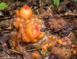 Attēlu rezultāti vaicājumam “Stemonitis pallida var. rubescens stalked”