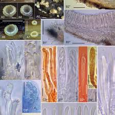Attēlu rezultāti vaicājumam “Hyphodiscus hymeniophilus”