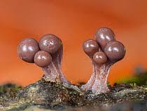 Attēlu rezultāti vaicājumam “Trichia flavicoma”