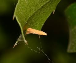 Attēlu rezultāti vaicājumam “Tischeria ekebladella”