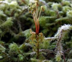 Attēlu rezultāti vaicājumam “Plagiomnium undulatum sporophyte”