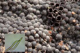 Attēlu rezultāti vaicājumam “Lasiosphaeria ovina spores”