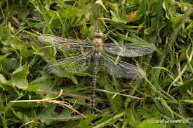 Attēlu rezultāti vaicājumam “Aeshna mixta”