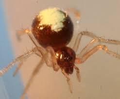 Attēlu rezultāti vaicājumam “Neottiura bimaculata”