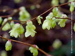 Attēlu rezultāti vaicājumam “Kurzia pauciflora”