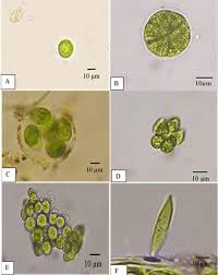 Attēlu rezultāti vaicājumam “Chaetophora pisiformis”